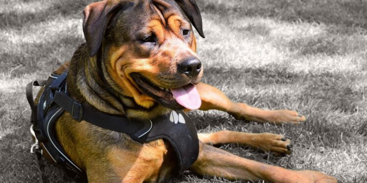 Pourquoi un harnais anti traction ?