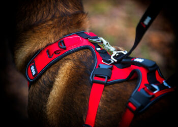 Pourquoi un harnais de traction ?