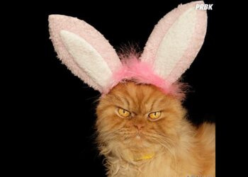 Pourquoi un lapin devient agressif ?