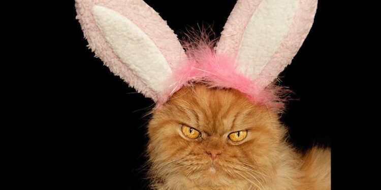 Pourquoi un lapin devient agressif ?