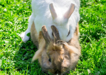 Pourquoi un lapin mange ses bébés ?