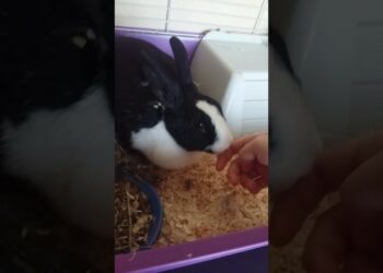 Pourquoi un lapin mange ses bébés ?