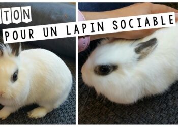 Pourquoi un lapin mord son maitre ?