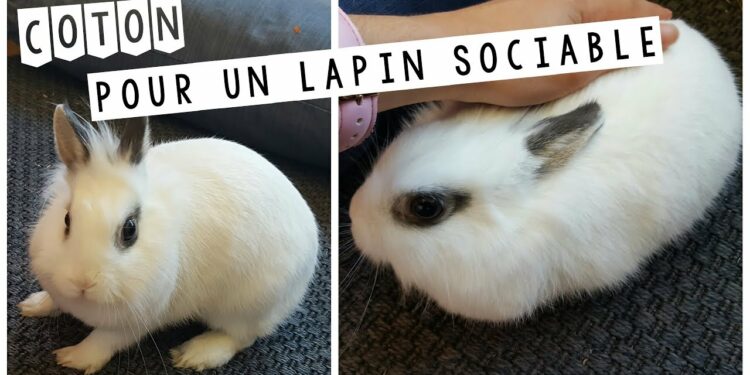 Pourquoi un lapin mord son maitre ?