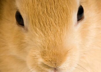 Pourquoi un lapin nous fixe ?