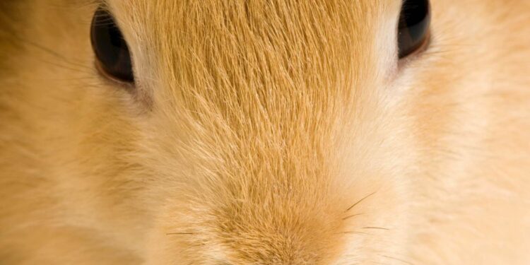 Pourquoi un lapin nous fixe ?