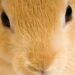 Pourquoi un lapin nous fixe ?
