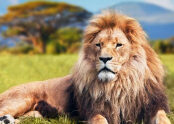 Pourquoi un lion pour Lyon ?