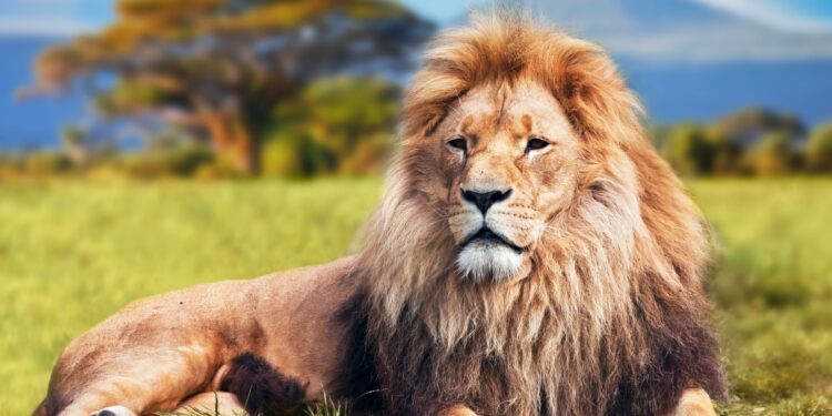 Pourquoi un lion pour Lyon ?