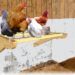 Pourquoi un perchoir pour les poules ?