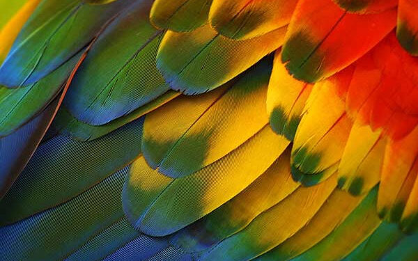 Pourquoi un perroquet tremble ?