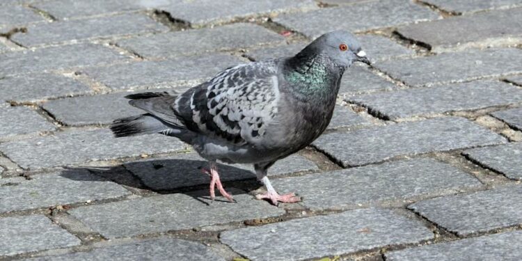 Pourquoi un pigeon veut rentrer chez moi ?