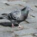 Pourquoi un pigeon veut rentrer chez moi ?