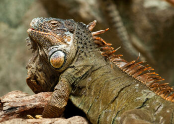 Pourquoi un pogona tire la langue ?