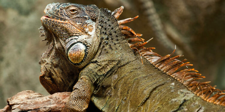 Pourquoi un pogona tire la langue ?