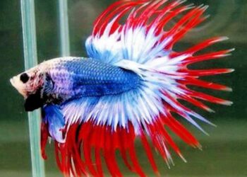 Pourquoi un poisson change de couleur ?