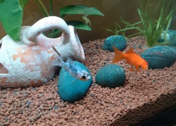 Pourquoi un poisson ne bouge plus ?