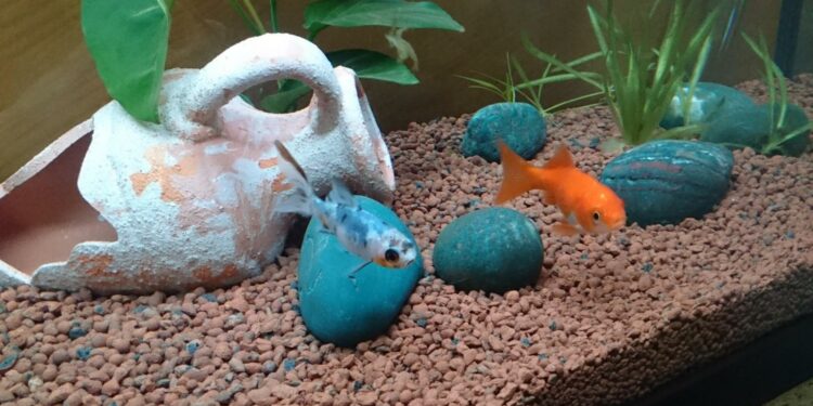 Pourquoi un poisson ne bouge plus ?