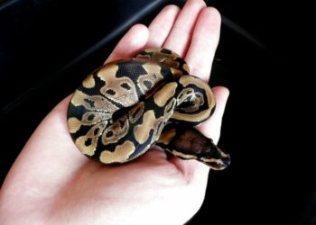 Pourquoi un python attaque ?