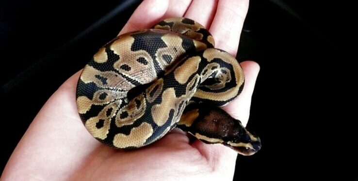 Pourquoi un python attaque ?