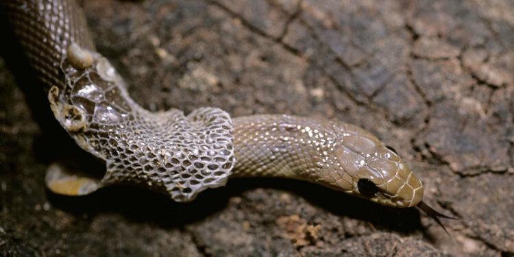 Pourquoi un serpent ne mue pas ?