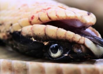 Pourquoi une couleuvre attaque ?