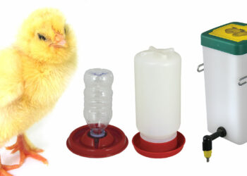 Pourquoi une poule maigrit ?