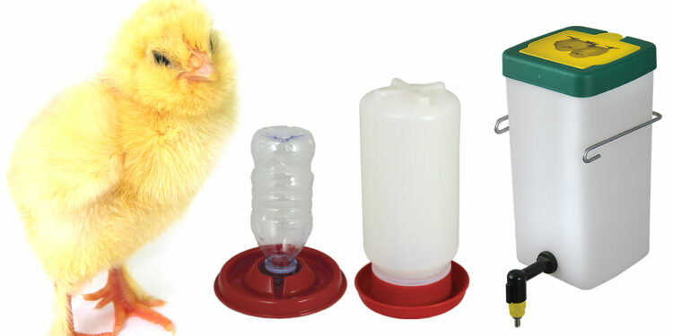 Pourquoi une poule maigrit ?