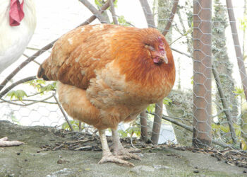 Pourquoi une poule ne bouge plus ?