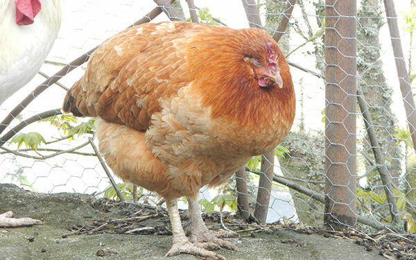 Pourquoi une poule ne bouge plus ?