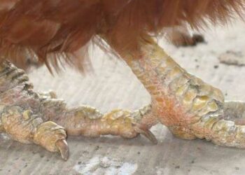 Pourquoi une poule ne tient plus sur ses pattes ?