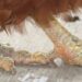 Pourquoi une poule ne tient plus sur ses pattes ?