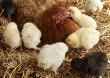 Pourquoi une poule resté longtemps dans le pondoir ?