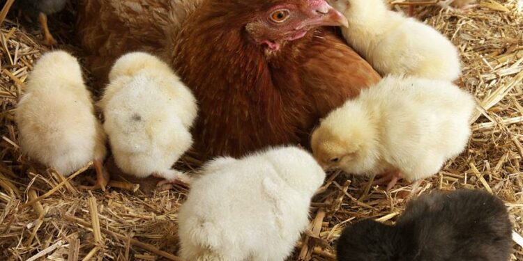 Pourquoi une poule resté longtemps dans le pondoir ?