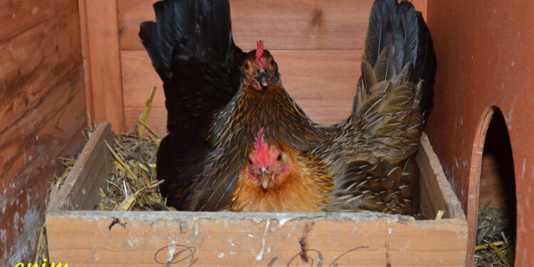 Pourquoi une poule resté longtemps dans le pondoir ?