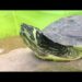 Pourquoi une tortue veut s'échapper ?
