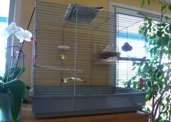 Pourquoi une tourterelle ne vole pas ?