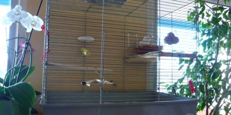 Pourquoi une tourterelle ne vole pas ?