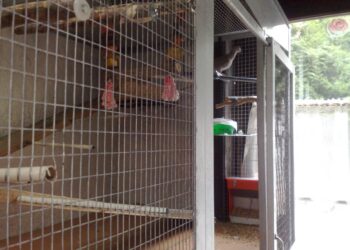 Pourquoi une tourterelle ne vole pas ?