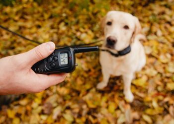 Pourquoi utiliser un collier electrique pour chien ?