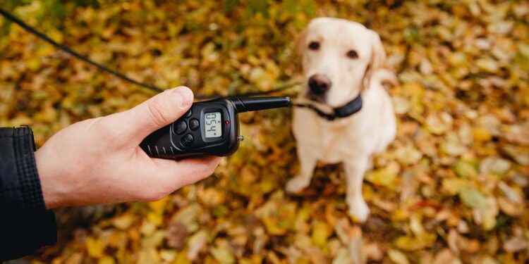 Pourquoi utiliser un collier electrique pour chien ?