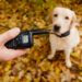 Pourquoi utiliser un collier electrique pour chien ?