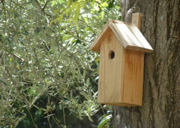 Pourquoi vider les nichoirs ?
