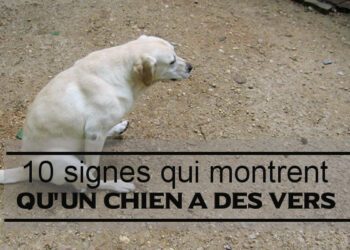 Puis-je attraper les vers de mon chien ?