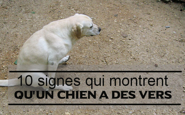 Puis-je attraper les vers de mon chien ?