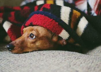 Puis-je attraper les vers de mon chien ?