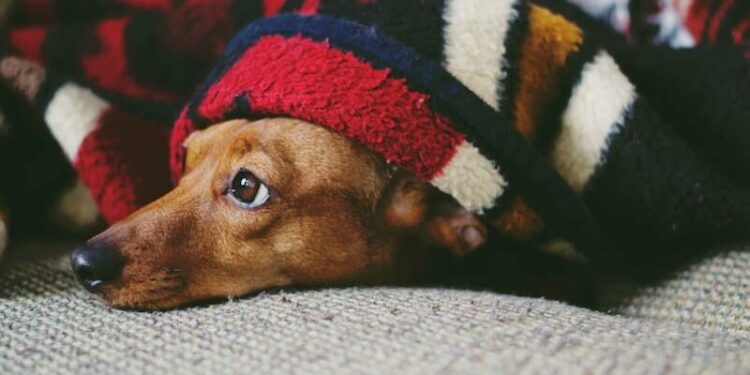 Puis-je attraper les vers de mon chien ?