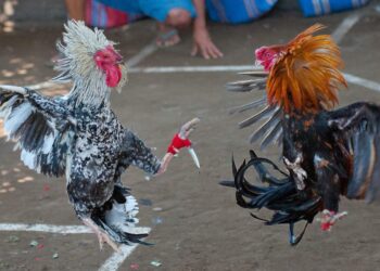 Puis-je avoir un coq ?