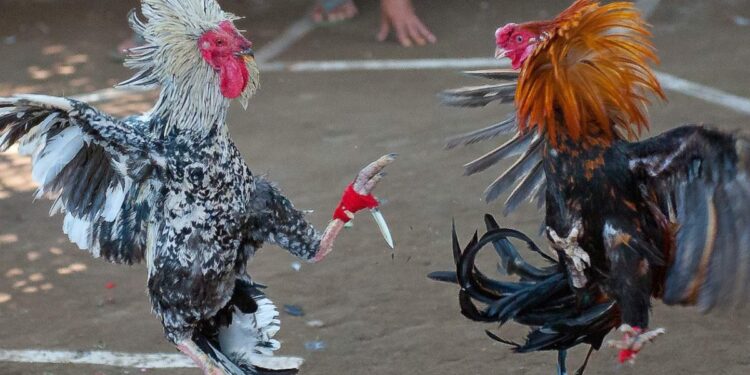 Puis-je avoir un coq ?