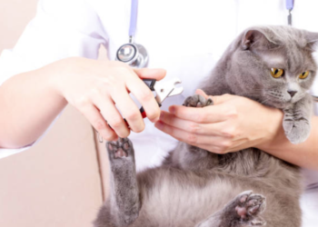 Puis-je couper les ongles de mon chaton ?